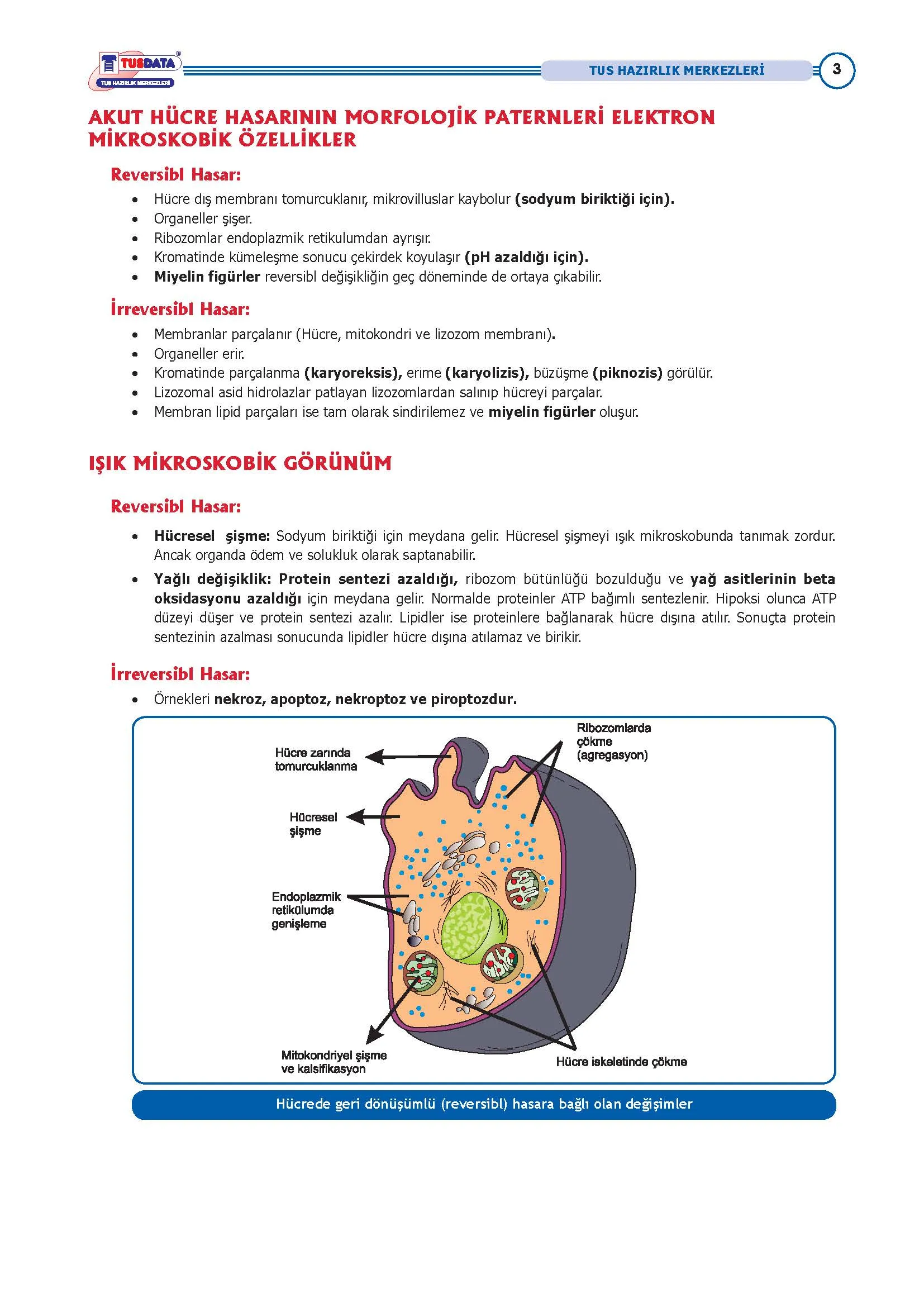 ANATOMİ - 3